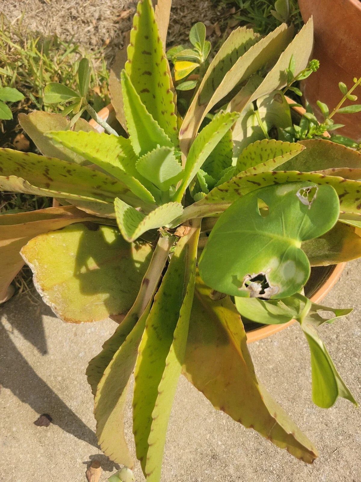 Kalanchoe gastonis-bonnieri Plant | Donkey Ears Succulent | Indoor/Outdoor Houseplant | Rare Orejas de Burro