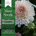 Chrysanthemum Seeds - Blushing Blossom Variety - 200+ Flower Seeds - Mum Flower Seeds for Garden Planting