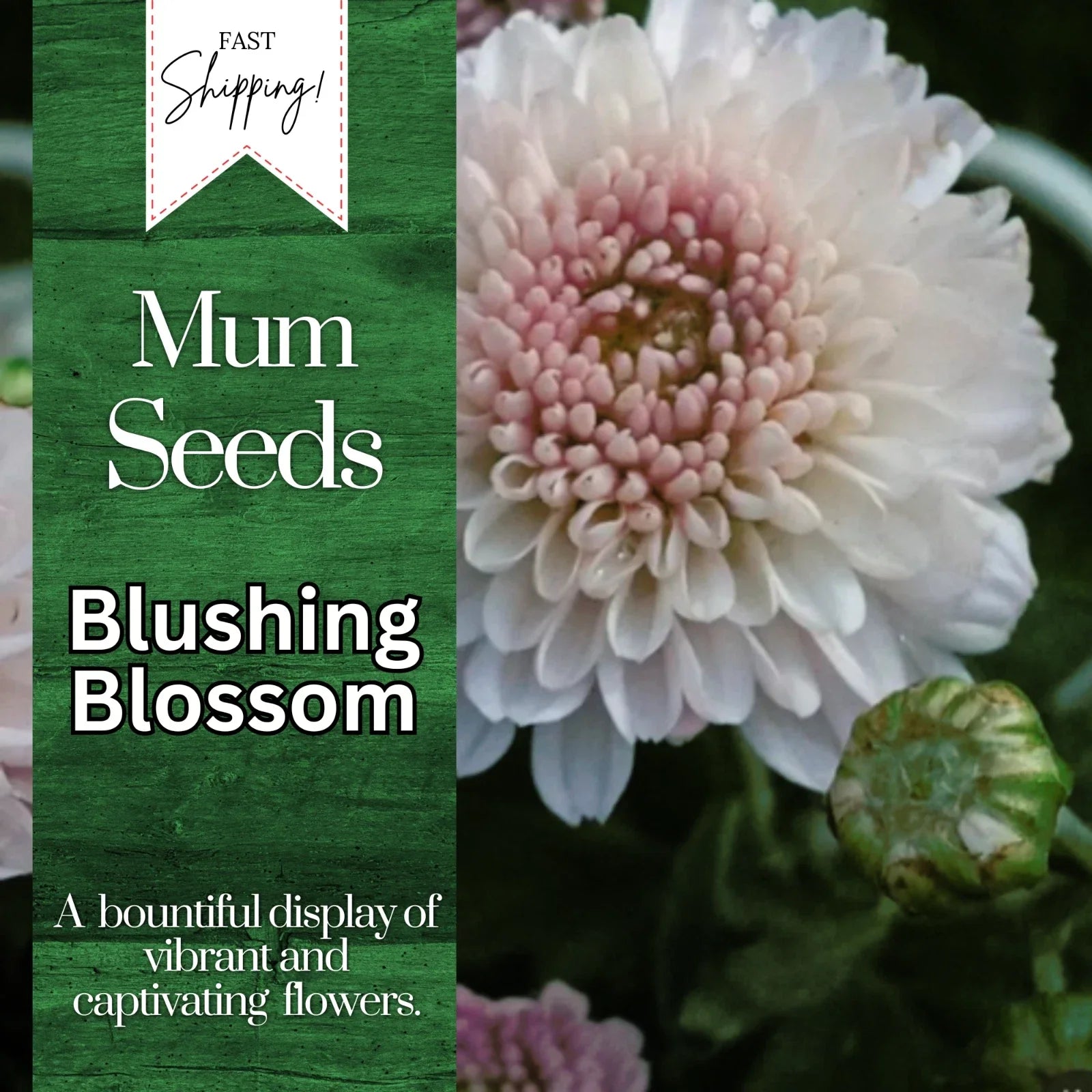 Chrysanthemum Seeds - Blushing Blossom Variety - 200+ Flower Seeds - Mum Flower Seeds for Garden Planting