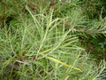 Rosemary Willow Tree Cuttings 50 Pack for Landscaping & Privacy Screening Salix rosmarinifolia