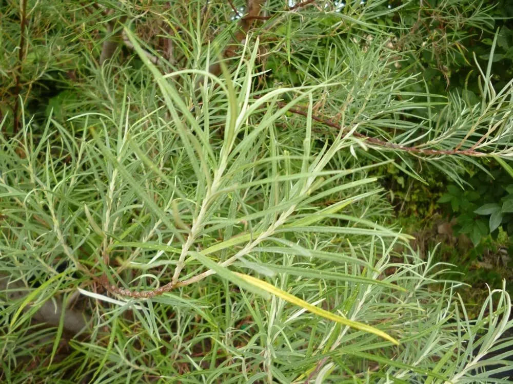 Rosemary Willow Tree Cuttings 50 Pack for Landscaping & Privacy Screening Salix rosmarinifolia