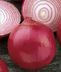 Burgundy Red Onion Seeds, Short Day Heirloom, Non-GMO, Allium cepa, 25+ Seeds for Organic Gardening