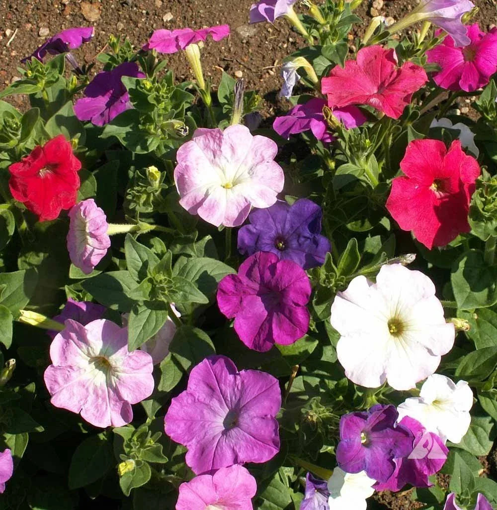 Dwarf Petunia Mix Seeds Multicolor Compact Variety Petunia hybrida for Containers & Gardens