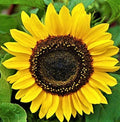 Domino Sunflower Seeds Pack of 50+ Non-GMO Helianthus annuus Bright Yellow Blooms for Garden, Pollinator Attraction