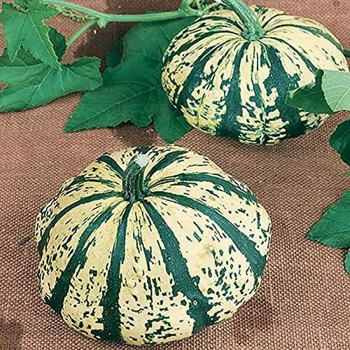 Partial Eclipse Summer Squash Seeds, Colorful Mini Pumpkins, Cucurbita pepo, Compact Bush Variety, Garden & Culinary