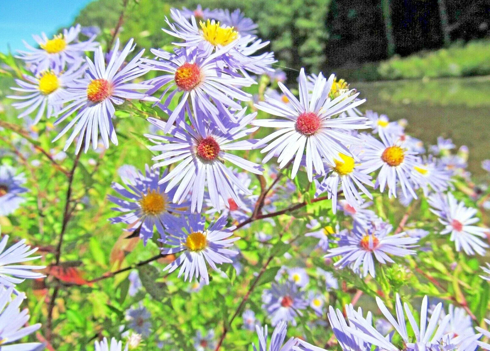 Swamp Aster Seeds - Perennial Wildflower for Summer Fall Gardens - Purple Blooms - Symphyotrichum puniceum - Native Plant Seed Pack