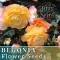 Begonia Seeds - Sunny Zing Variety - Non-GMO Flower Seeds for Gardens & Containers - Begonia x tuberhybrida - 45 or 125 Seeds