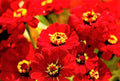 Zinnia Seeds Scarlet Flame Non-GMO Pack of 100+ Bright Red Flowers Zinnia elegans