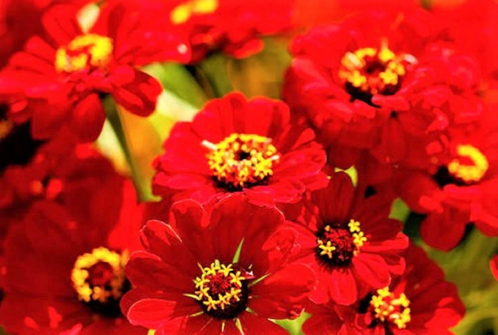 Zinnia Seeds Scarlet Flame Non-GMO Pack of 100+ Bright Red Flowers Zinnia elegans