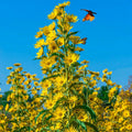 Maximilian Sunflower Seeds, Non-GMO Perennial Flowers for Butterflies & Finches, Helianthus maximiliani, 100 Seeds