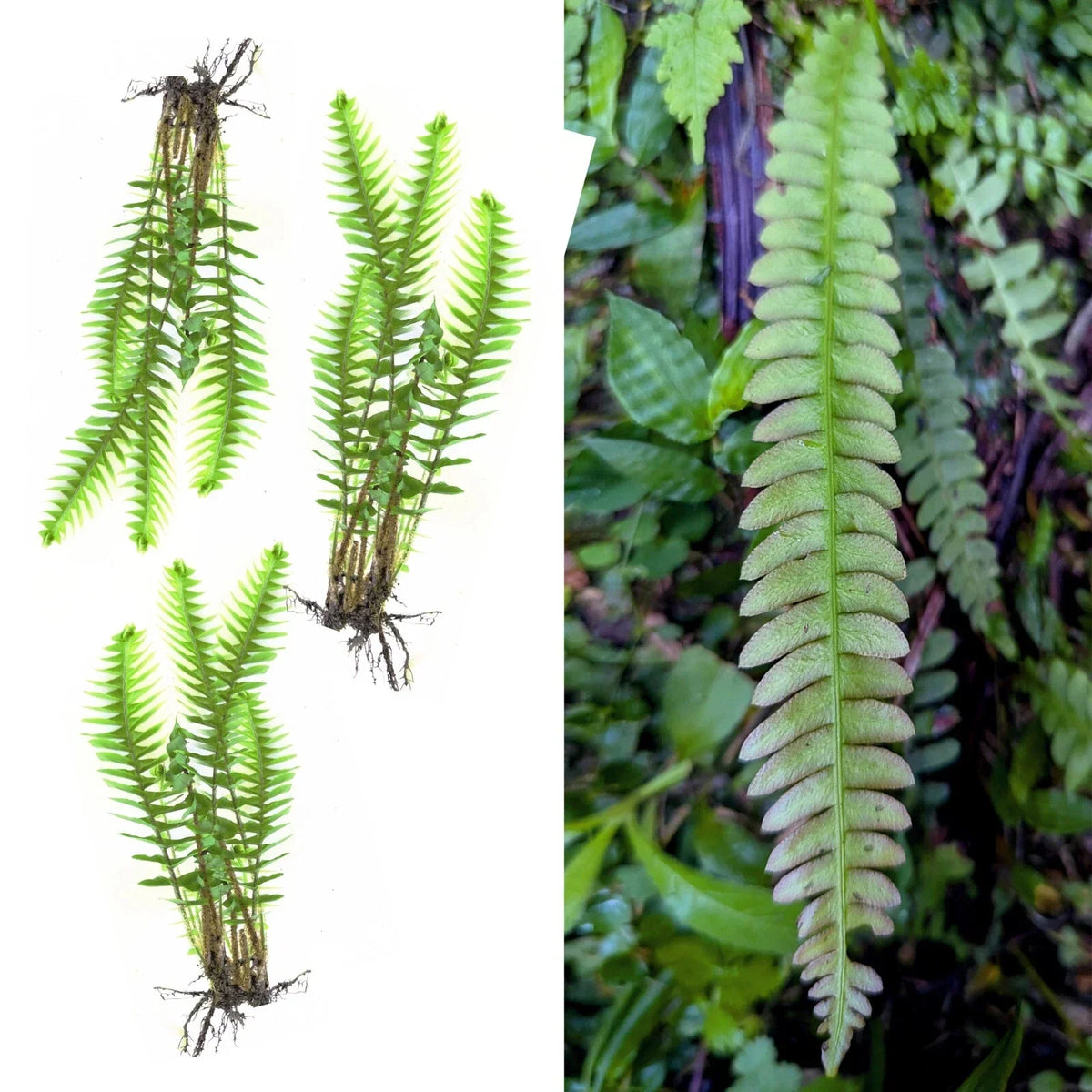 Rare Live Blechnum Polypodiodes Fern Plants x3 - Shade Tolerant Exotic 4-Inch