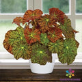 Begonia Seeds - Amelia's Kaleidoscope Variegated Leaves - Begonia x tuberhybrida Seed Pack for Garden, Containers, Hanging Baskets