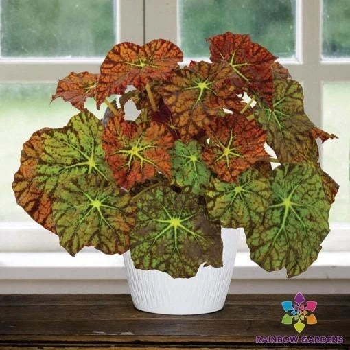 Begonia Seeds - Amelia's Kaleidoscope Variegated Leaves - Begonia x tuberhybrida Seed Pack for Garden, Containers, Hanging Baskets