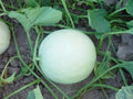 Honeydew Melon Seeds - Heirloom Cucumis melo - Organic Non-GMO Gardening Seeds for Home & Container Growing