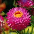 Purple Red Strawflower Seeds - Non-GMO, Dried Flower Variety, Helichrysum bracteatum, Bulk Seed Pack