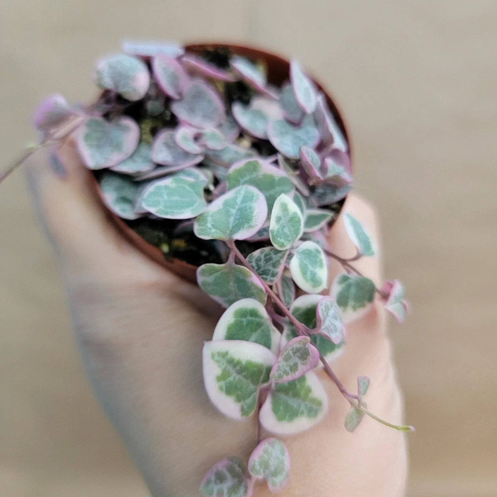 Variegated String of Hearts Plant – Rare Ceropegia woodii variegata in 3" Pot