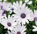 White Cape Daisy Seeds - Osteospermum ecklonis, 200+ Premium Garden Seeds for Borders, Containers, Full Sun