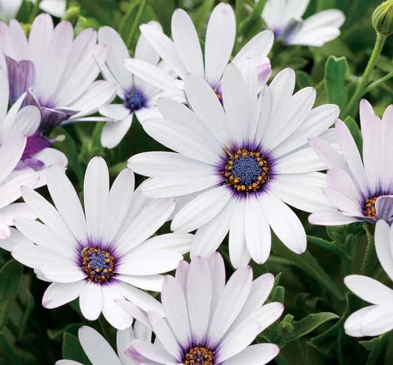 White Cape Daisy Seeds - Osteospermum ecklonis, 200+ Premium Garden Seeds for Borders, Containers, Full Sun