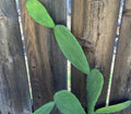 Edible Prickly Pear Pads 5 Count Opuntia ficus-indica Succulent for Garden or Container Planting