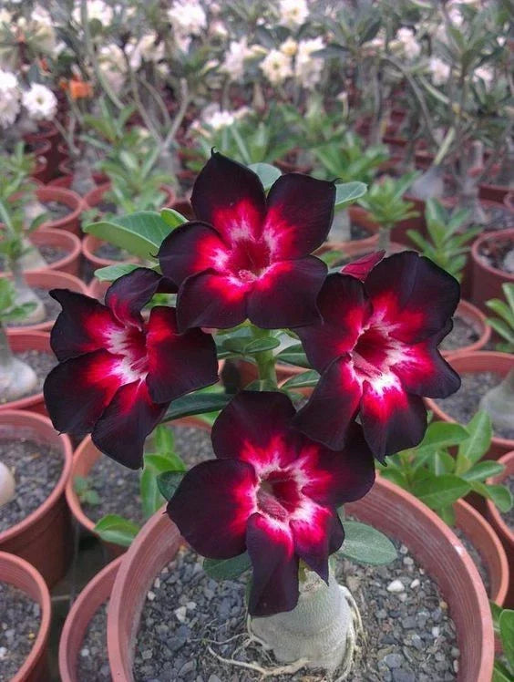 Desert Rose Seeds 4 Pack Pink White Black Adenium Obesum Perennial Flower Seeds for Garden & Indoor Planting