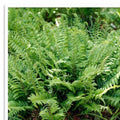 Polystichum Acrostichoides Fern | 20 Bare Root Christmas Fern Evergreen Perennial Plant
