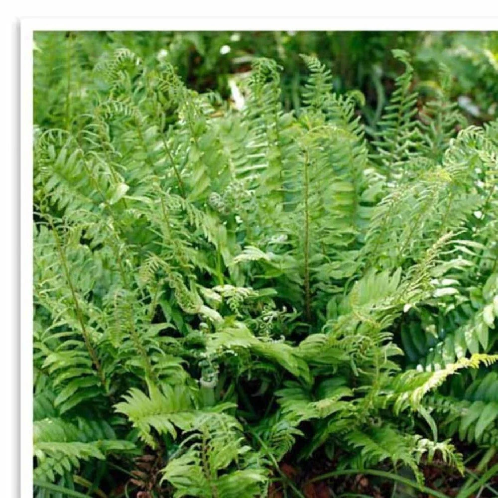 Polystichum Acrostichoides Fern | 20 Bare Root Christmas Fern Evergreen Perennial Plant