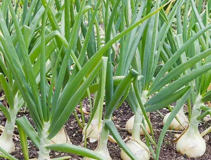 Vidalia Sweet Onion Seeds - 250 Non-GMO Heirloom Allium cepa Bulb Seeds for Home Gardening