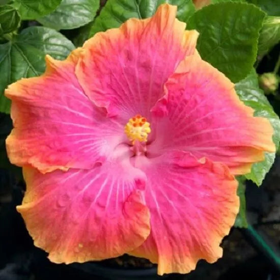 Hibiscus Seeds - Perennial Yellow Pink Flowers - Hibiscus rosa-sinensis - Garden Flower Seeds, Butterfly Attractant