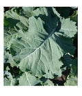 Kale Seeds 1000 Count Heirloom Premier Compact Brassica oleracea for Cold Hardy, Vigorous Leaves