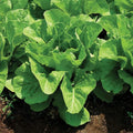 Jericho Romaine Lettuce Seeds - NON-GMO, Heat Tolerant, Lactuca sativa, Salad Greens, Compact Growth, 200 Seeds