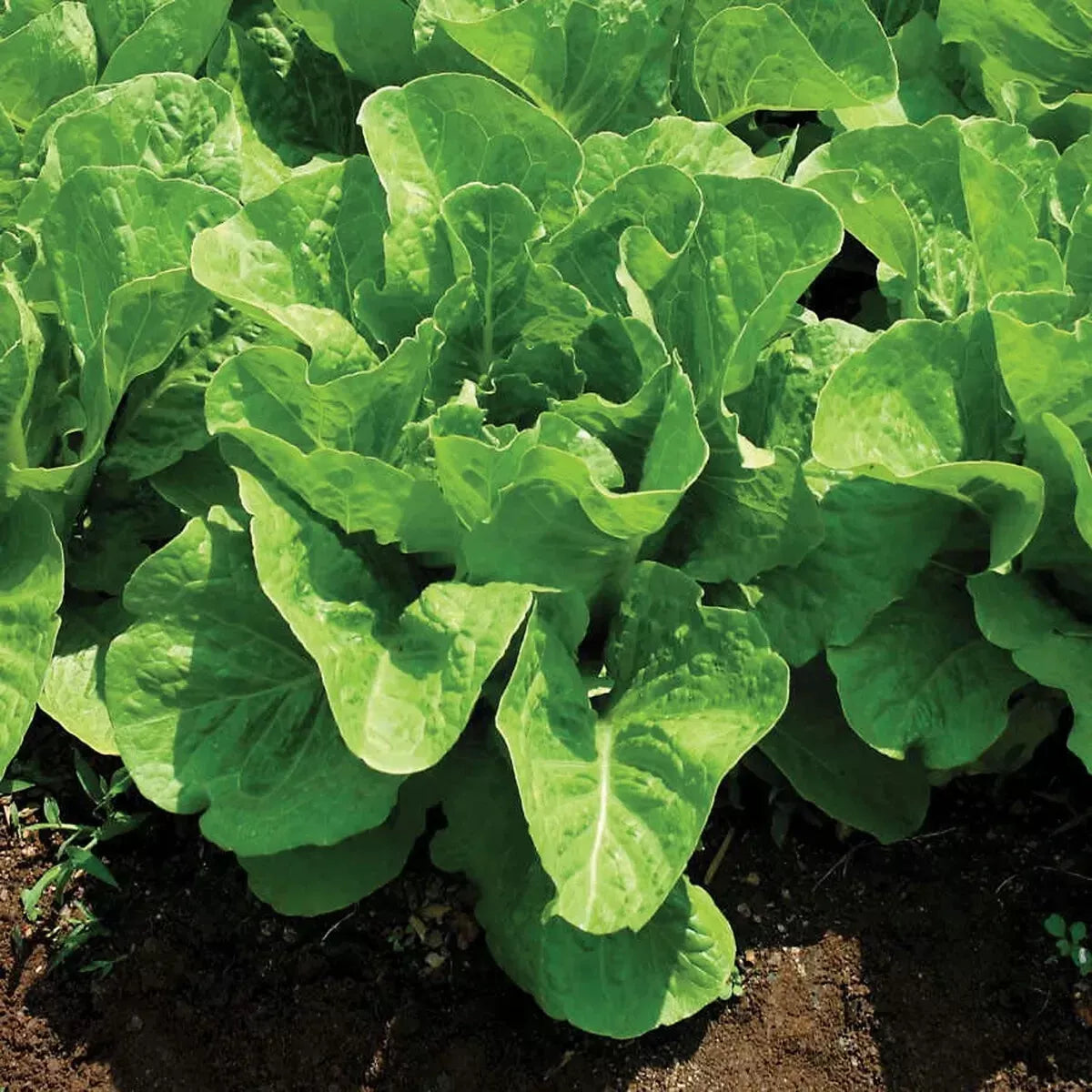 Jericho Romaine Lettuce Seeds - NON-GMO, Heat Tolerant, Lactuca sativa, Salad Greens, Compact Growth, 200 Seeds