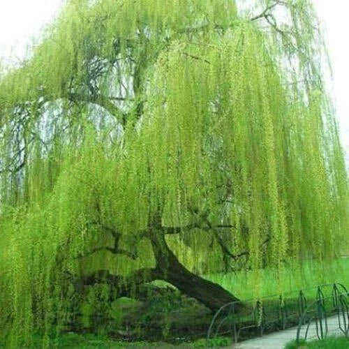 Willow Tree Cuttings 5 Bright Green Weeping Willow Salix babylonica Starter Plants for Garden Landscaping