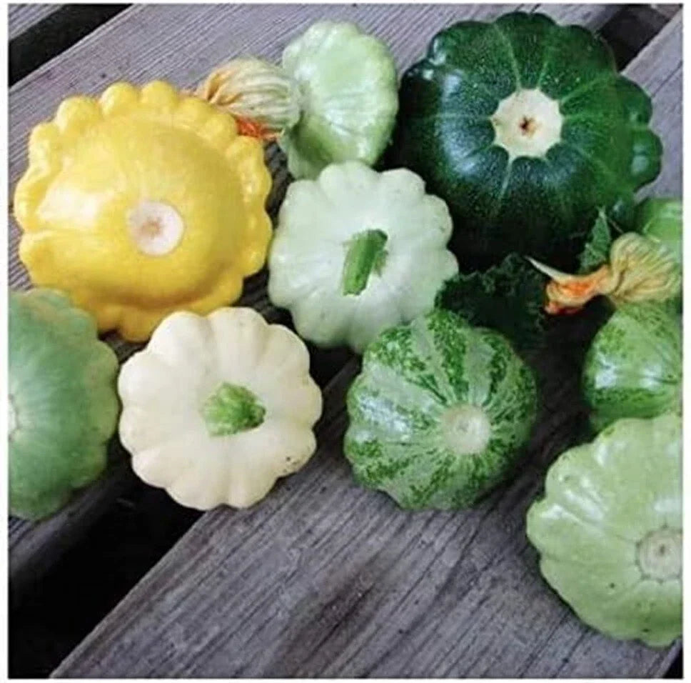 Bush Scallop Summer Squash Seeds - 15+ Mix White/Yellow Heirloom Patty Pan Cucurbita pepo Seed Packet