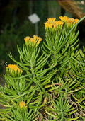 Senecio barbertonicus Cuttings - 10 Lemon Bean Bush Live Plant Cuttings for Indoor and Outdoor