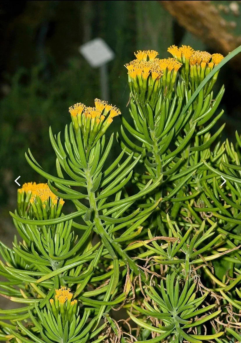 Senecio barbertonicus Cuttings - 10 Lemon Bean Bush Live Plant Cuttings for Indoor and Outdoor