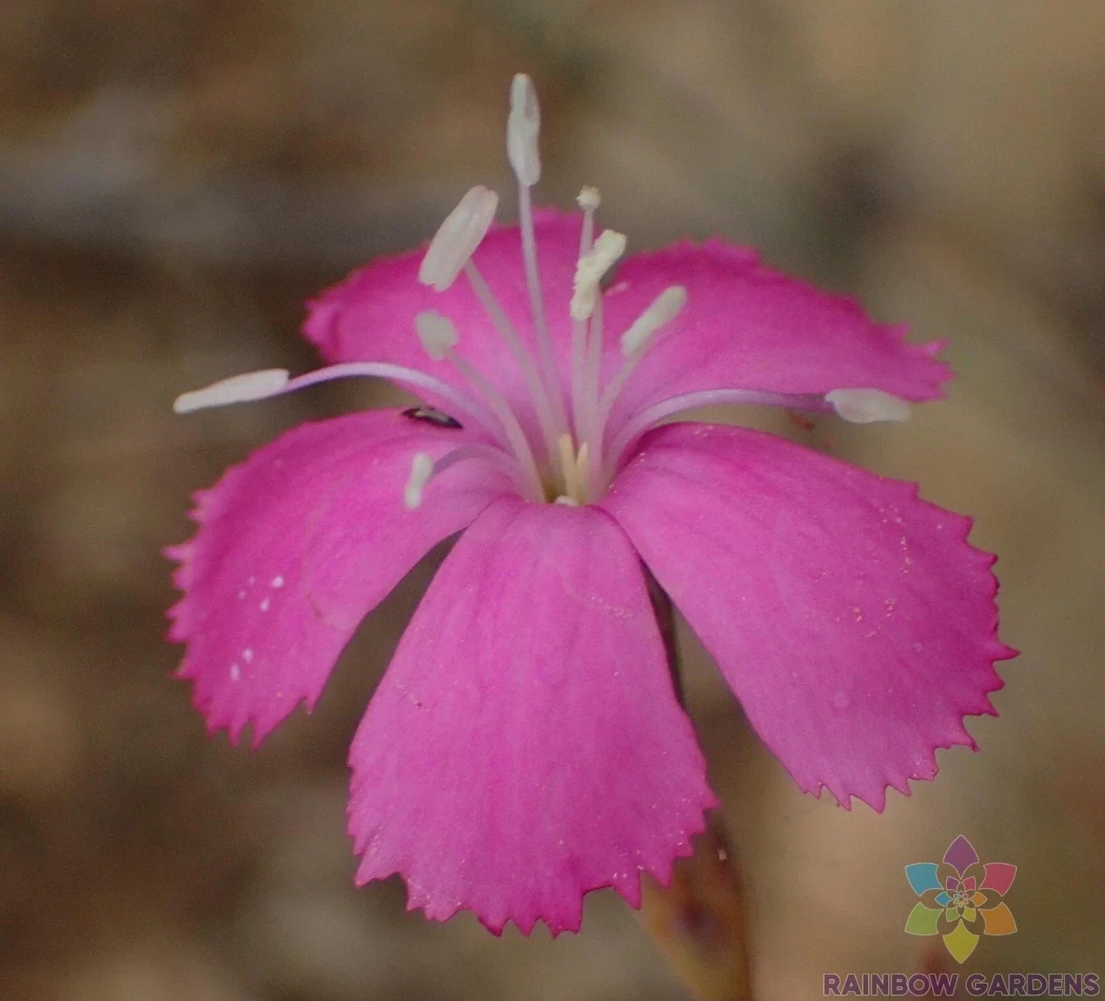 Lesotho Pink Carnation Seeds - 200+ Pack for Garden Planting - Dianthus caryophyllus - Perennial Flowers