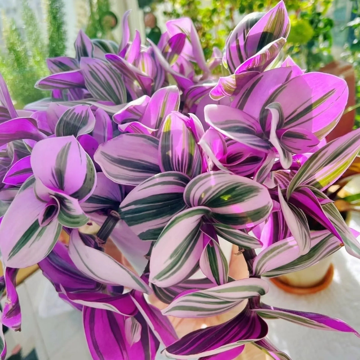 Unrooted Plant Cuttings - Tradescantia Nanouk Pink Wandering Jew - Variegated Foliage, Easy Propagation
