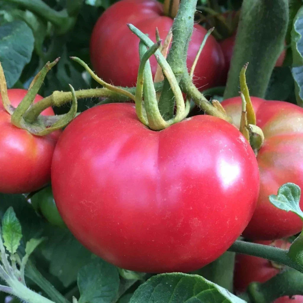 Tomato Seeds 100 Count - Bradley Pink Heirloom Dark-Pink Tomatoes - Solanum lycopersicum