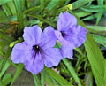 Dwarf Ruellia Plants Set of 5 | Purple Blooming | Ruellia brittoniana | Indoor & Outdoor Garden Flowers