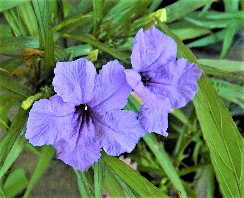 Dwarf Ruellia Plants Set of 5 | Purple Blooming | Ruellia brittoniana | Indoor & Outdoor Garden Flowers