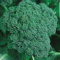 Organic Calabrese Broccoli Seeds | Non-GMO Heirloom Vegetable Seeds | Brassica oleracea | Cool-Season Garden Plant