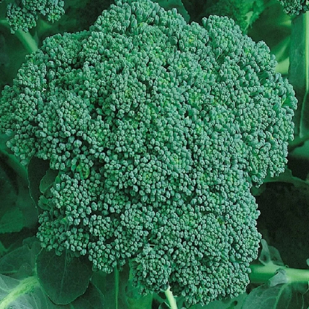 Organic Calabrese Broccoli Seeds | Non-GMO Heirloom Vegetable Seeds | Brassica oleracea | Cool-Season Garden Plant