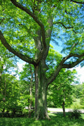 Honey Locust Seeds Pack of 25 | Gleditsia triacanthos Hardy Tree Seeds for Landscaping & Reforestation