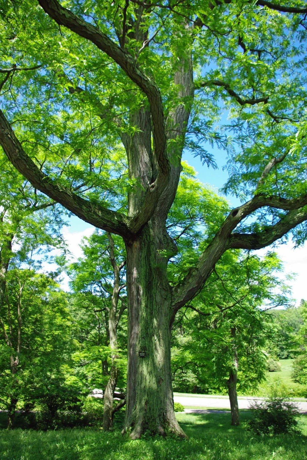 Honey Locust Seeds Pack of 25 | Gleditsia triacanthos Hardy Tree Seeds for Landscaping & Reforestation