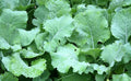 Kale Seeds, Non-GMO, Premier Early Hanover, Brassica oleracea, Vegetable Seeds, 300+ Seeds, Easy to Grow, Home Gardening