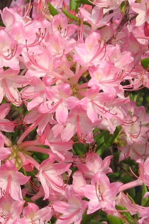 Pink Pearl Azalea Starter Plant - Rhododendron Deciduous Flowering Bush
