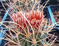 Sclerocactus wrightii Cactus Plant – Triple Heads with Long Spines – Cold Hardy Succulent – Live Plant in 4-Inch Pot