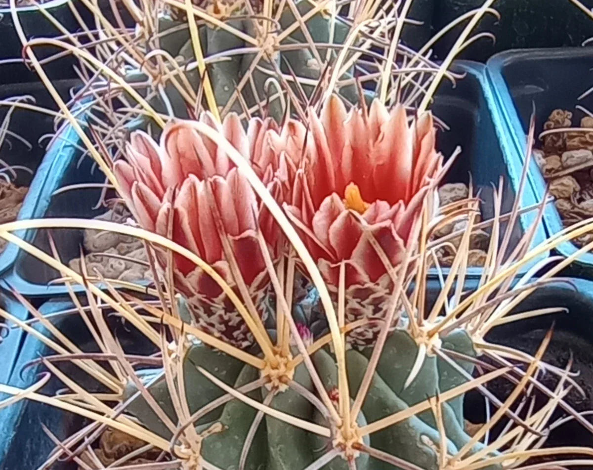 Sclerocactus wrightii Cactus Plant – Triple Heads with Long Spines – Cold Hardy Succulent – Live Plant in 4-Inch Pot