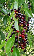 Wild Black Cherry Tree Seedlings – 1ft Prunus Serotina Edible Fruit, Bare Root, Deciduous, Garden Plants, 2 Live Trees