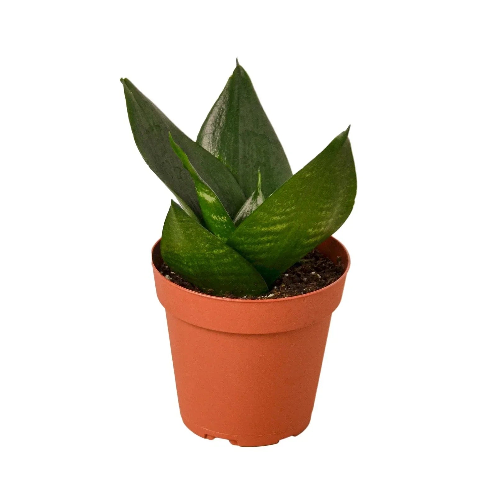Snake Plant Jade - 4" Potted Indoor Air Purifying Houseplant - Sansevieria trifasciata 'Jade' for Low Light & Drought Tolerance